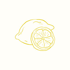 Vector illustration of a lemon and a slice of lemon. Tropical citrus fruit