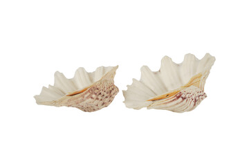 seashell isolated on white background  Giant Clam Shell Vintage Natural Tridacna Gigas © Ash Editor