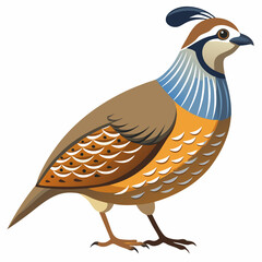 Detailed Quail Illustration on a Clean White Background Perfect for Nature Themed Designs and Ornithology Projects Featuring Fine Line Work
