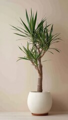 A striking yucca plant stands elegantly in a textured pot, adding a touch of greenery to a neutral indoor setting. Its long leaves reach upward, bringing a sense of tranquility