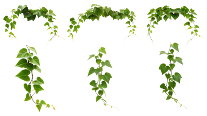  set of green leaves from javanese treebine or grape isolated on white background PNG