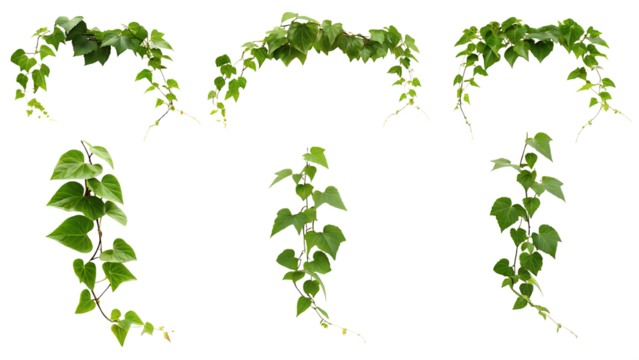  set of green leaves from javanese treebine or grape isolated on white background PNG