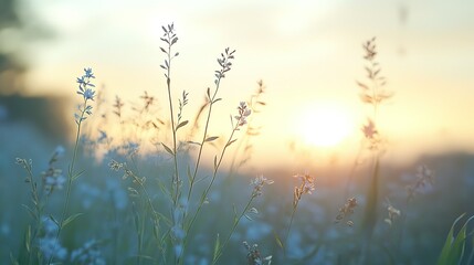 Blurred background of tall grasses at sunset with light blue and white ethereal sky, swaying wildflowers in gentle breeze conveying tranquility and harmony with nature in high-resolution photography