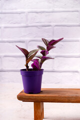 Tradescantia nanook in a purple pot on a wooden bench against a white brick wall. Copy space. Growing indoor plants