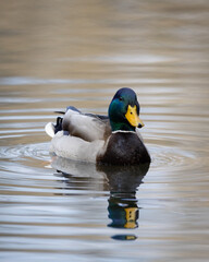 Mallard Duck Swimming on Water
