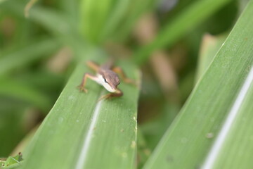 A lizard resting on tall grass blades, blending naturally with its surroundings. The reptile enjoys the warm sunlight while staying alert in its grassy habitat.