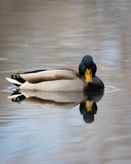 Male mallard duck with reflection on water