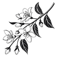 Black and white cherry blossom branch is flourishing beautifully against a light background
