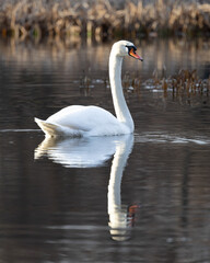 Naklejka premium Single mute swan swimming with reflection