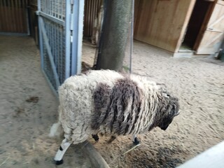 Jacob sheep walking in an enclosure