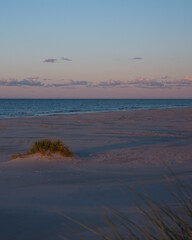 Lonely grass clump on sandy beach at dusk