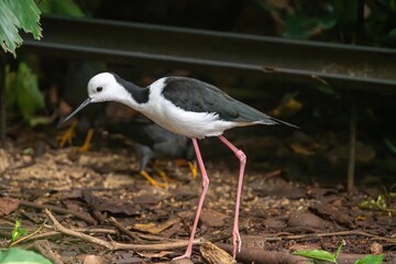 Pied Stilt Bird Standing in Natural Wetland Habitat