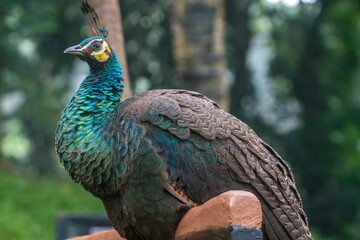 Obraz premium Vibrant Peacock Perched on Tree Branch Seen from the Edge with Natural Forest Backdrop