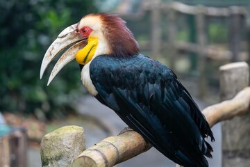 The Wreathed Hornbill Perched on a Log in Natural Forest Setting with Striking Beak and Plumage