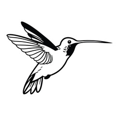 Black and white hummingbird hovering with outstretched wings displaying long thin beak clearly in view