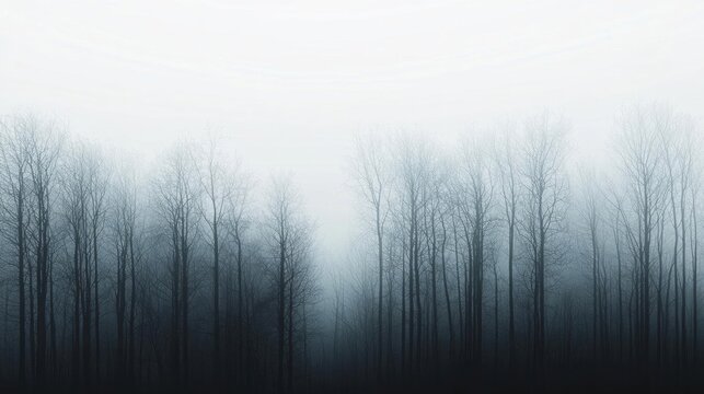 Landscape photograph of a foggy forest. the trees are tall and thin, with bare branches reaching up towards the sky.