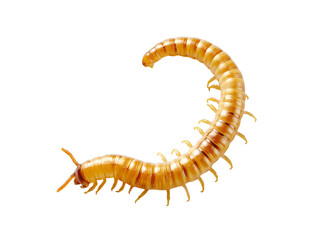 Mealworm beetle (Tenebrio molitor), larval isolated on a transparent background