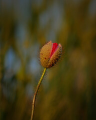 Close-up of red poppy flower, macro nature photography