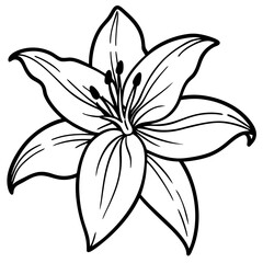 Elegant Lily Flower Illustration on White Background Detailed Floral Design Botanical Art Vector Graphic Isolated Lily Floral Element 