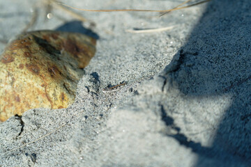 Grasshopper camouflaged in sand
