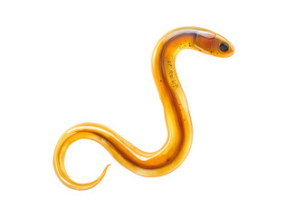 Orange intestinal parasitic worms isolated PNG on transparent background