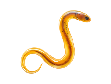 Orange intestinal parasitic worms isolated PNG on transparent background