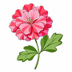 Geranium Flower Illustration on White Background Detailed Vector Design of a Single Geranium Blossom for Graphic Design Projects and Botanical