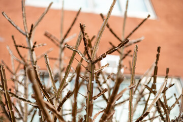 독특한 모양의 마른 나무 가지 