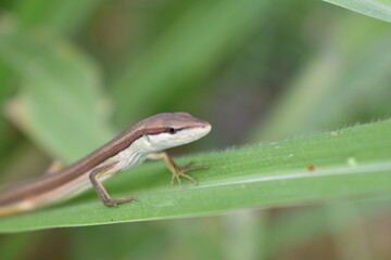 A lizard resting on tall grass blades, blending naturally with its surroundings. The reptile enjoys the warm sunlight while staying alert in its grassy habitat.