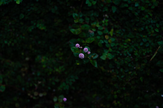 街に咲く花