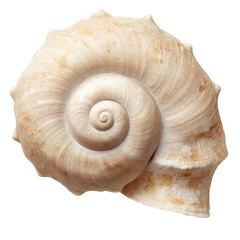 Spiral seashell closeup isolated on transparent background