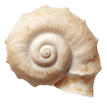Spiral seashell closeup isolated on transparent background
