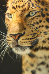 Photography of fierce wild animals in the forest