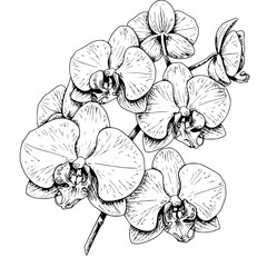 Fototapeta premium An artistic line drawing of multiple abstract floral or organic shapes, featuring flowing lines and intricate details within a free-form arrangement.