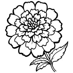 Fototapeta premium Detailed marigold flower illustration on a clean white background showcasing vibrant colors and intricate vector design perfect for various creative