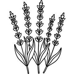 Delicate lavender flower illustration on a clean white backdrop perfect for spring designs floral patterns and elegant botanical themes