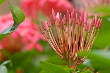 A beautiful pink tropical West Indian Jasmine flower with buds on long stems about to open