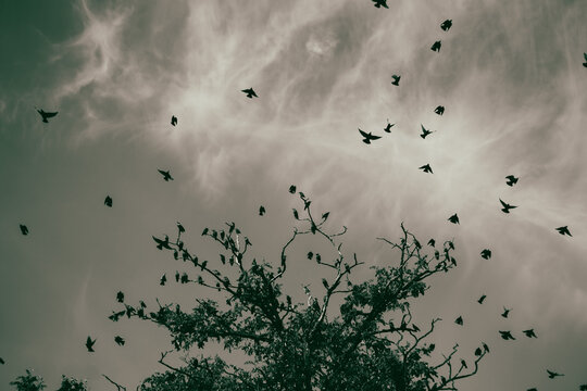 flock of birds flying in the sky
