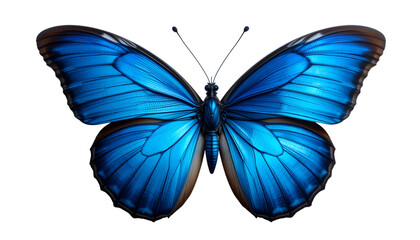 Beautiful blue butterfly wings macro on black background stock photo on transparent background