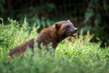 Photography of fierce wild animals in the forest