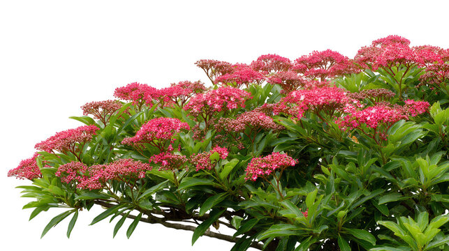 Vibrant pink clerodendrum flowers bush isolated on transparent background