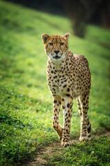 Photography of fierce wild animals in the forest