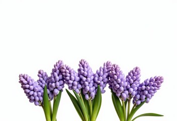 Obraz premium Beautiful purple hyacinth flowers arranged with green leaves