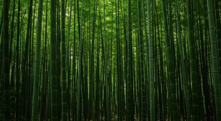 Fototapeta premium Detailed Bamboo Forest with Depth and Repetition