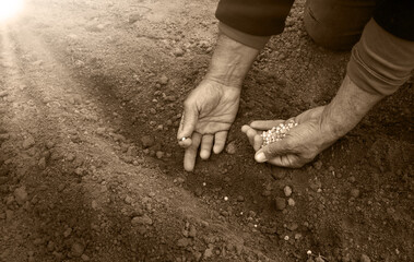 Old human worker sowing a pea