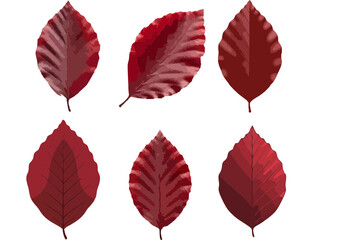 Obraz premium Single dark red beech leaf with clean cut edges and smooth gradient on a transparent background in flat modern illustration