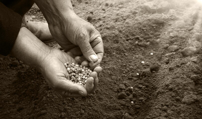 Old human worker sowing a pea