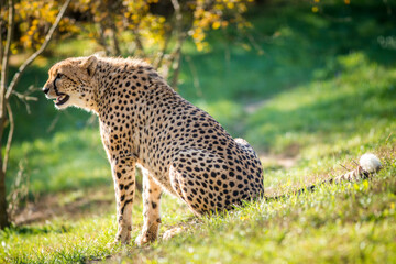 Photography of fierce wild animals in the forest