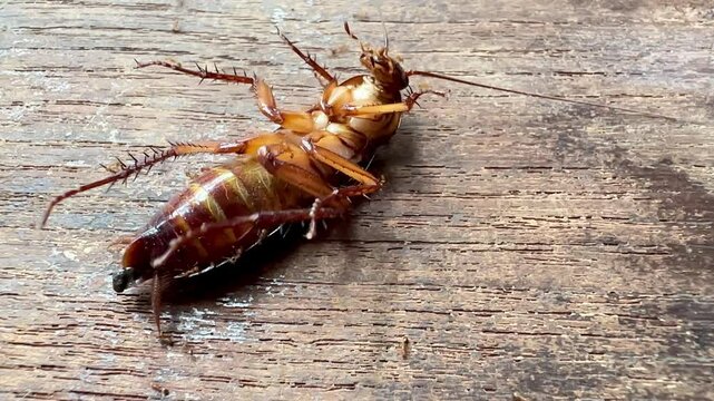 cockroach on wood