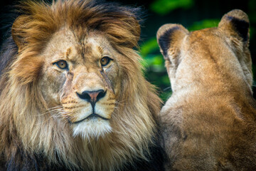 Photography of fierce wild animals in the forest